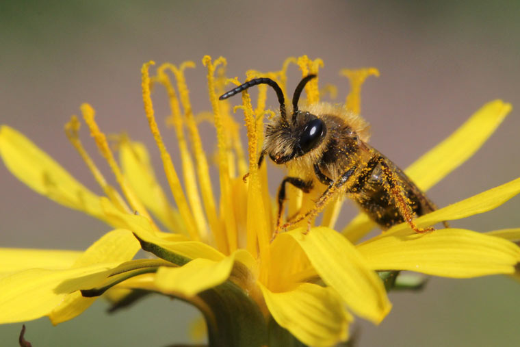 Bienen schützen Wettbewerb zum Schutz der Bienen