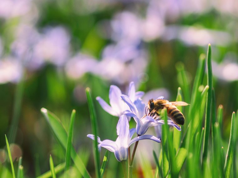 Kampagne für den Schutz und Erhalt von Bienen
