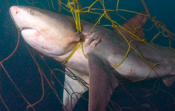 Toter Bullenhai in Hainetz