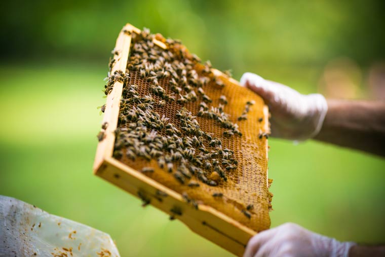 Imker werden mit Urban Beekeeping