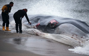 Tierschützer helfen dem gestrandeten Wal zurück ins Meer ©Matt Cardy/ Getty Images News/ Thinkstock