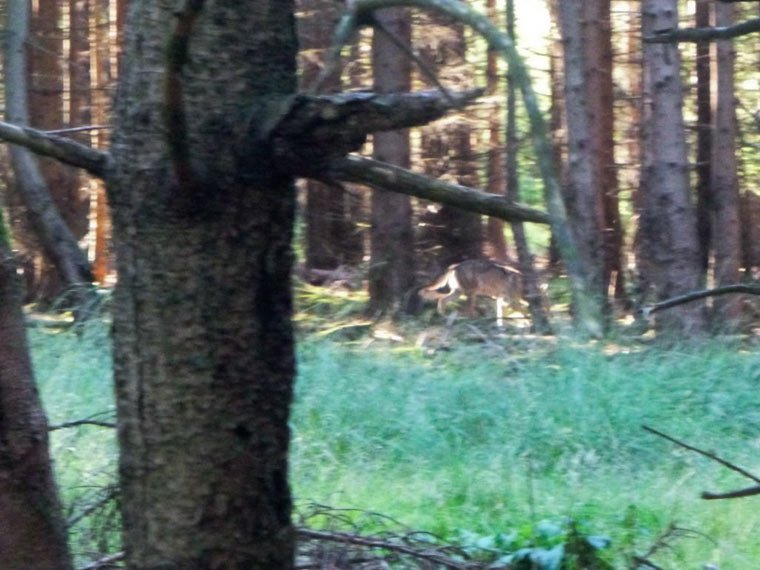 Möglicherweise Wolf im Reinhardswald gesichtet