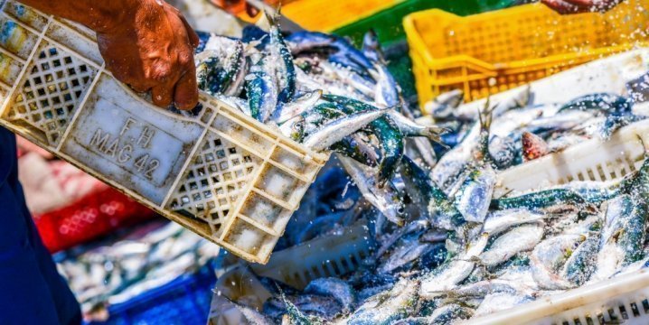 Ist die Überfischung noch auf zu halten