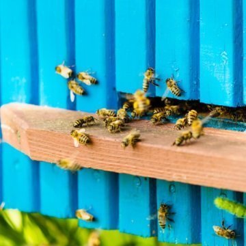 Bienenstock für Indoor kaufen: Wie BEEcosystem dem Bienensterben entgegenwirkt