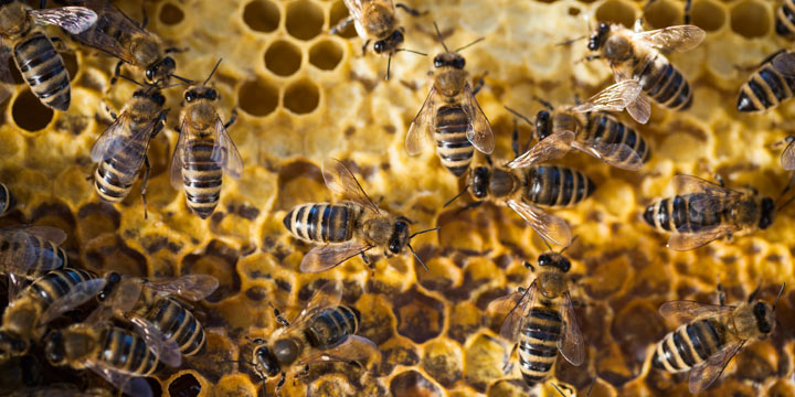 Die Honigfabrik - die Wunderwelt der Bienen