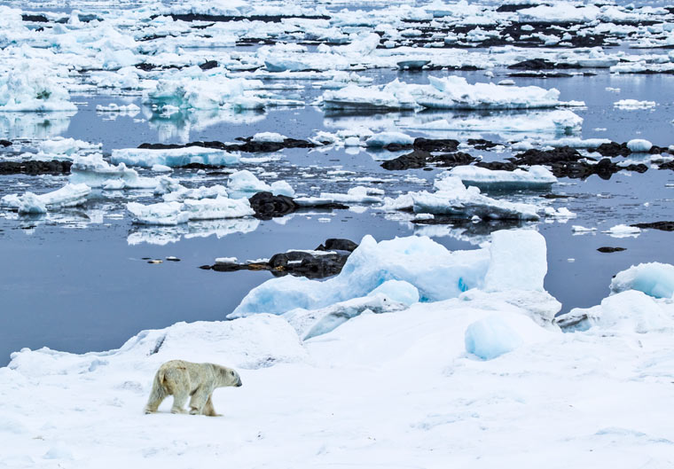 Forscher finden Deutschen Plastikmüll in der Arktis