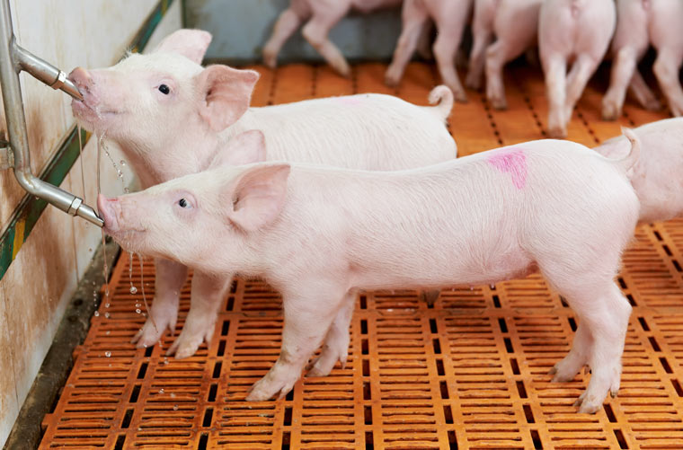 Schweinehochhäuser: eine neue Dimension der Fleischproduktion