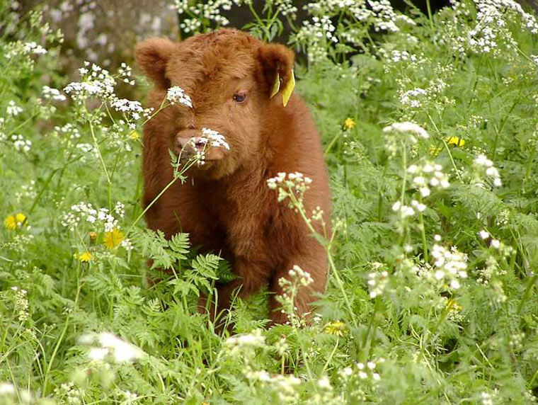 Vorsicht Kuschelalarm - Highland Cattle Babys