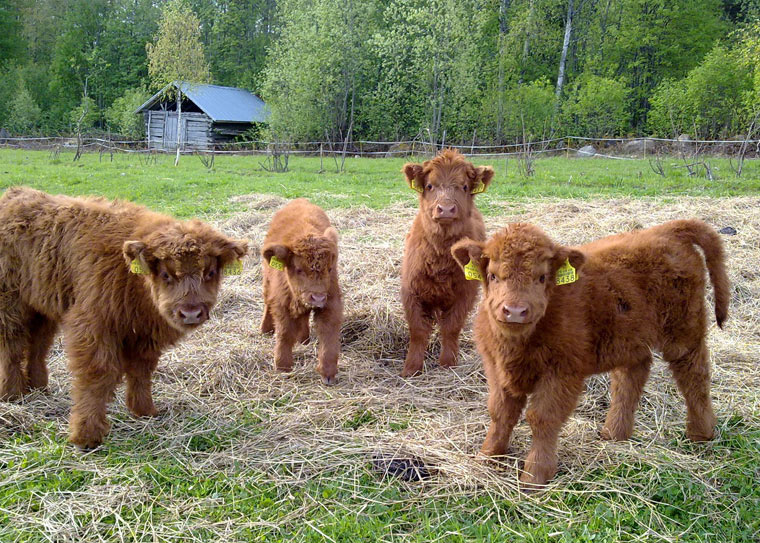 Vorsicht Kuschelalarm - Highland Cattle Babys