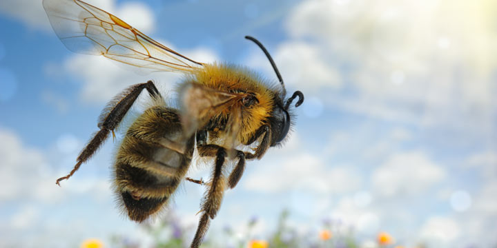 Schlauer als gedacht: Bienen können sich der Umwelt anpassen