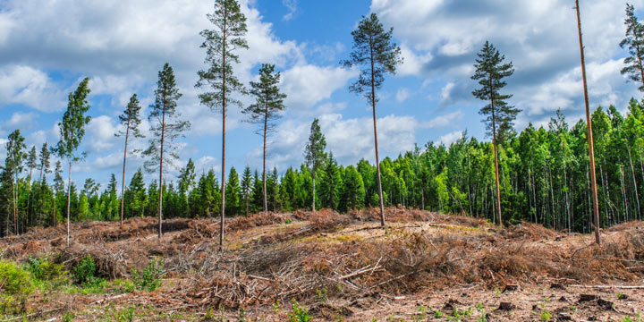 Nachhaltige Forstwirtschaft - »Erfinderin« der Nachhaltigkeit rühmt sich mit Raubbau im Wald