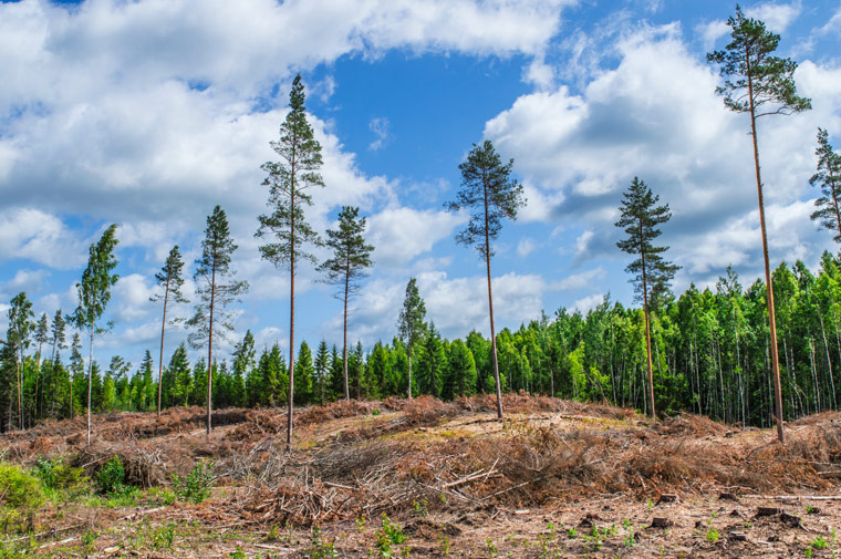 Nachhaltige Forstwirtschaft - »Erfinderin« der Nachhaltigkeit rühmt sich mit Raubbau im Wald