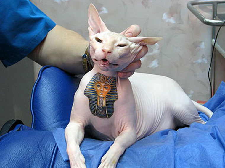 Katze mit Tattoo