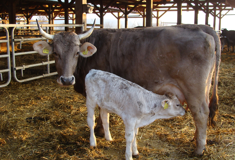 Die wenigsten machen sich dabei bewusst, dass eine Kuh, um überhaupt über längere Zeit hinweg Milch geben zu können, regelmäßig ein Kalb zur Welt bringen muss.