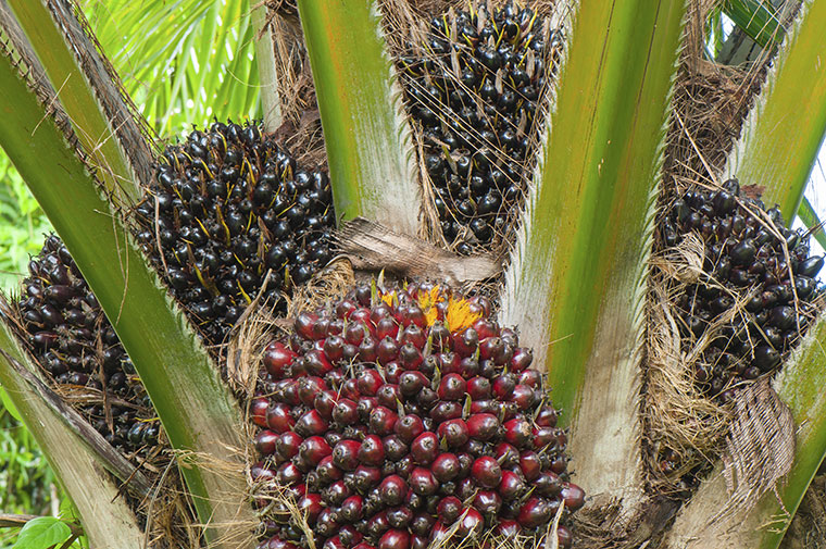 Oelpalme in Indonesien