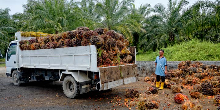 Palmöl Produktion: Verheerende Folgen von Brandrodung bis Ausbeutung