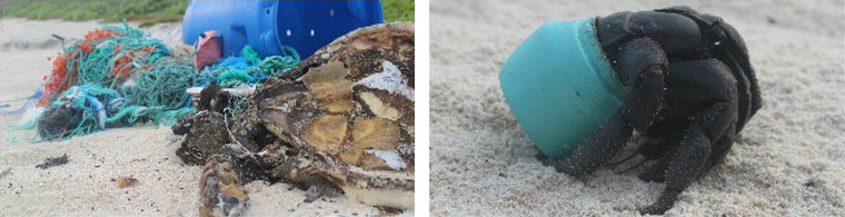 eine Krabbe, die ein Plastikstück als Rückenpatzer und Rückzugsort benutzte sowie Schildkröten, die sich in Fischernetzen verfangen hatten