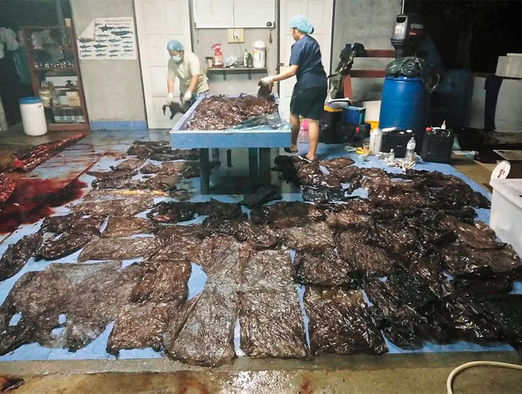80 Plastiktüten in Wal gefunden