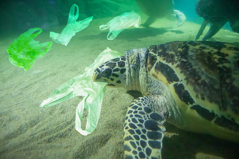 Schildkröte frisst Plastikmüll