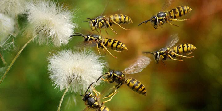 Wespen-Plage: Wo sind die Wespen in diesem Sommer?