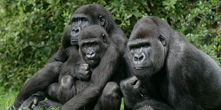 Todesstrafe für Gorillas: Selbst im Zoo sind sie nicht sicher