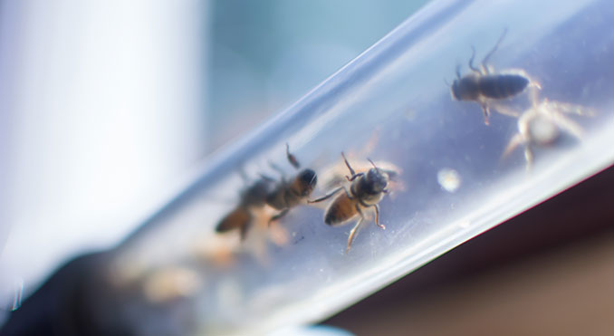Über ein Röhrensystem gelangen die Bienen an die frische Luft
