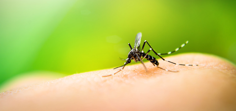 Was also tun, wenn man sich auf natürliche Weise vor den lästigen Mückenstichen schützen will?
