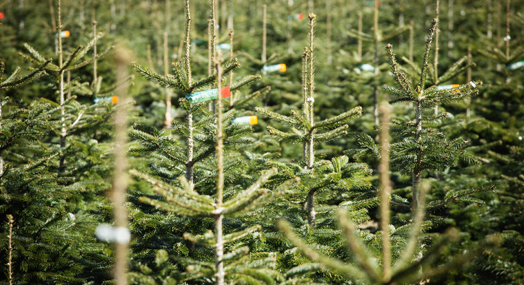 Faires Weihnachtsfest: Hier gibt es die fairen Weihnachtsbäume