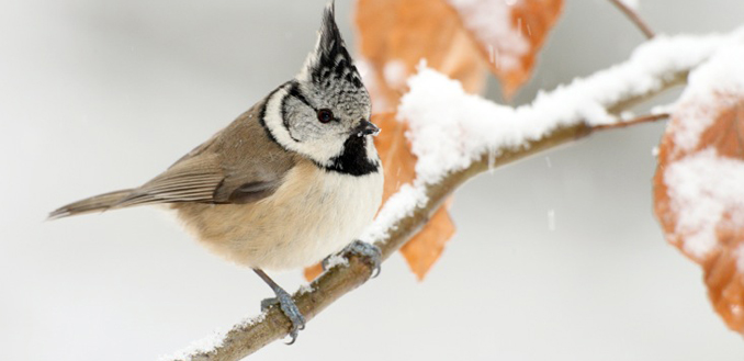 Nabu Natur Winter Vögel 