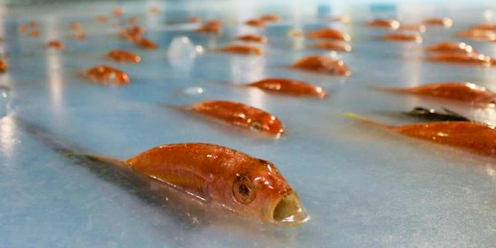 5000 tote Fische in Eisbahn eingefroren