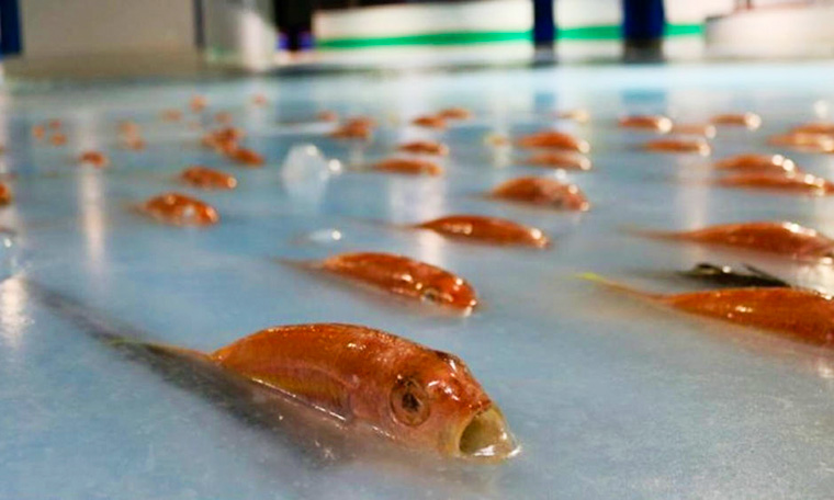 Fische in Eislaufbahn eines japanischen Freizeitparks eingefroren