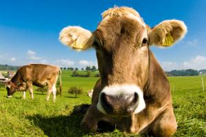 Kühe sind auch glücklich und gesund ohne Antibiotika.