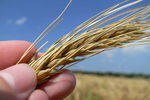 Auch Grundnahrungsmittel wie Weizen enden als Biokraftstoff.