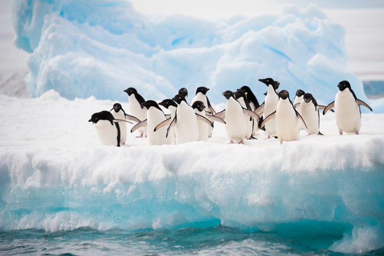 Pinguine auf der Antarktis