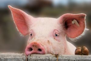 Schwein gehabt: Wenn Fleisch, dann nur nachhaltig und aus Bio- oder Neuland-Zucht.