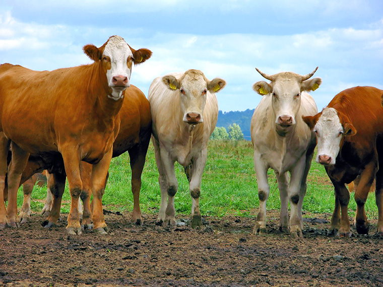 Unternehmen spenden für mehr Tierwohl in der Nutztierhaltung