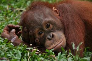 BOS setzt sich für den Schutz von Orang Utans und der Regenwälder ein.