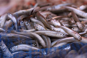 Fische mit Label kaufen und essen schützt den Bestand.