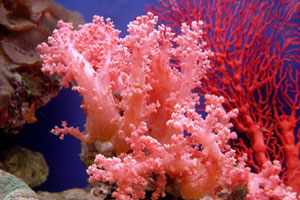 Die Korallenriffe werden durch den Wandel des Klimas bedroht.