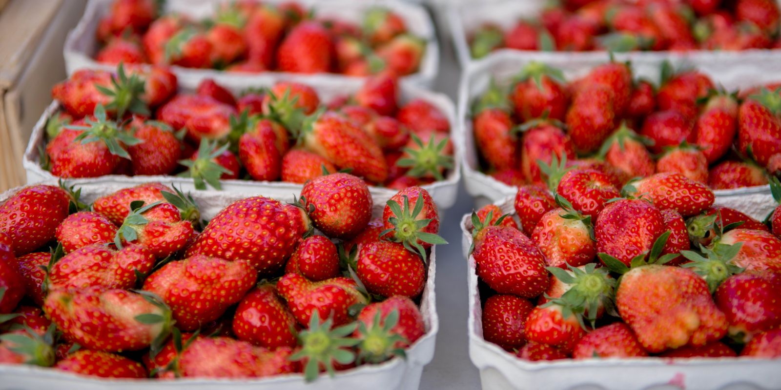Pflanzzeit für Erdbeeren: So gelingt der Anbau