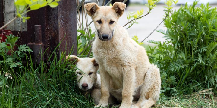 Wie kann ich Straßenhunden in Rumänien helfen?