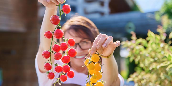 Tomaten pflanzen – so einfach geht’s zu Hause