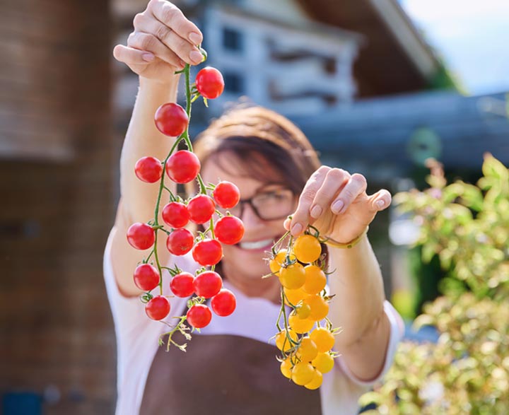 Tomaten pflanzen zu Hause oder dem Balkon