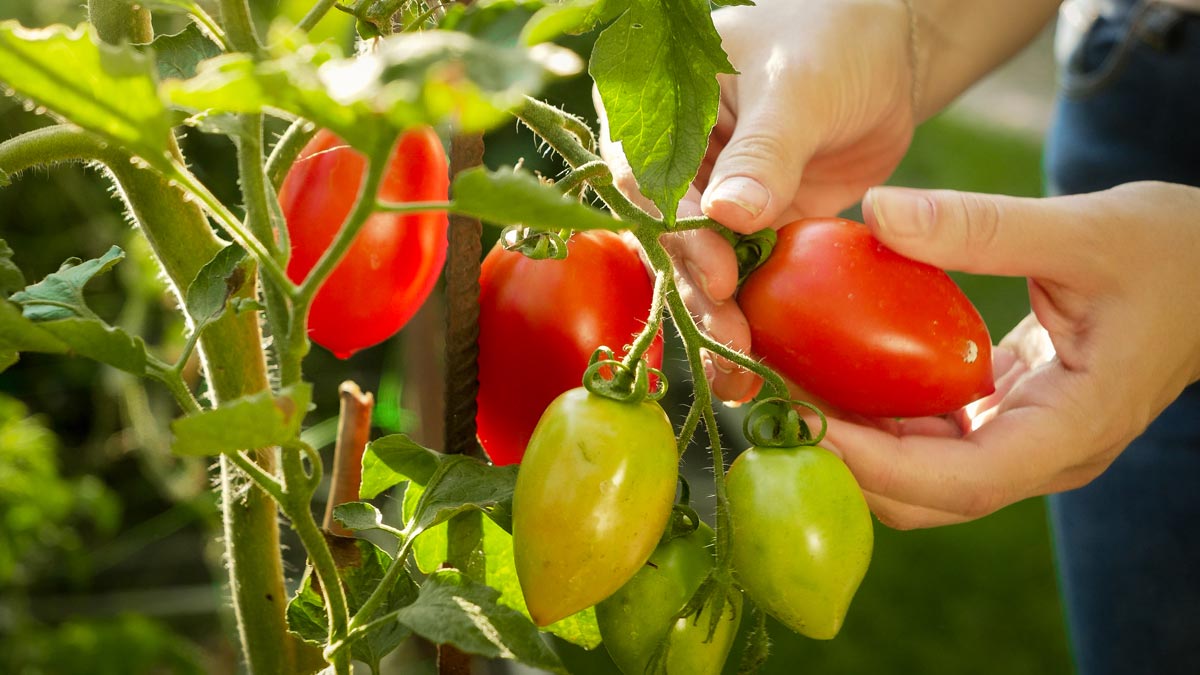 Der richtige Standort für das Anpflanzen von Tomaten ist entscheidend.
