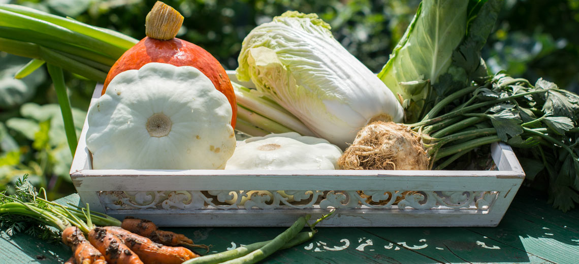 Gemüse selbst anbauen im Mietgarten | Natalie Kirchbaumer und Wanda Ganders