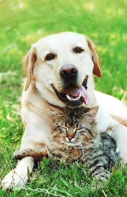 Hund und Katze auf Wiese