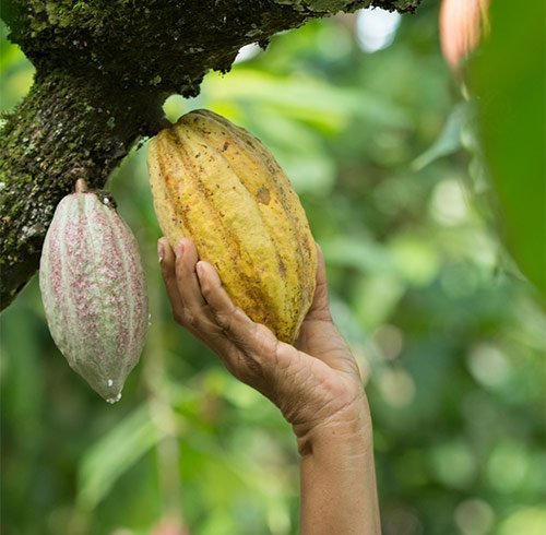 Kakao ernten