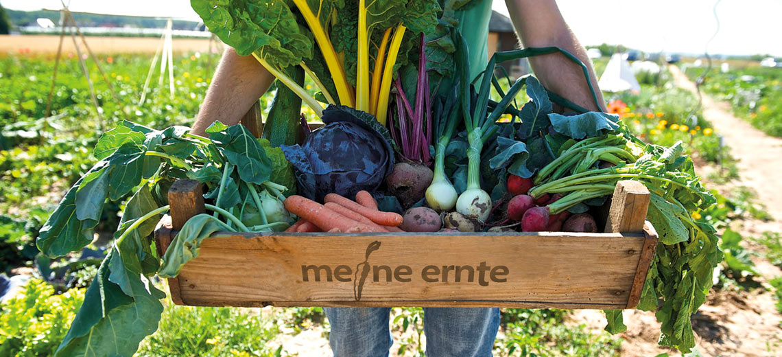 Eine satte Ernte mit Karotten, Kohlrabi, Kartoffeln - geerntet in einem „meine ernte“-Garten